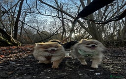 Pomeranian dogs for sale: Teddybear cuddly Retired spayed 1-2 years old  - Image 32
