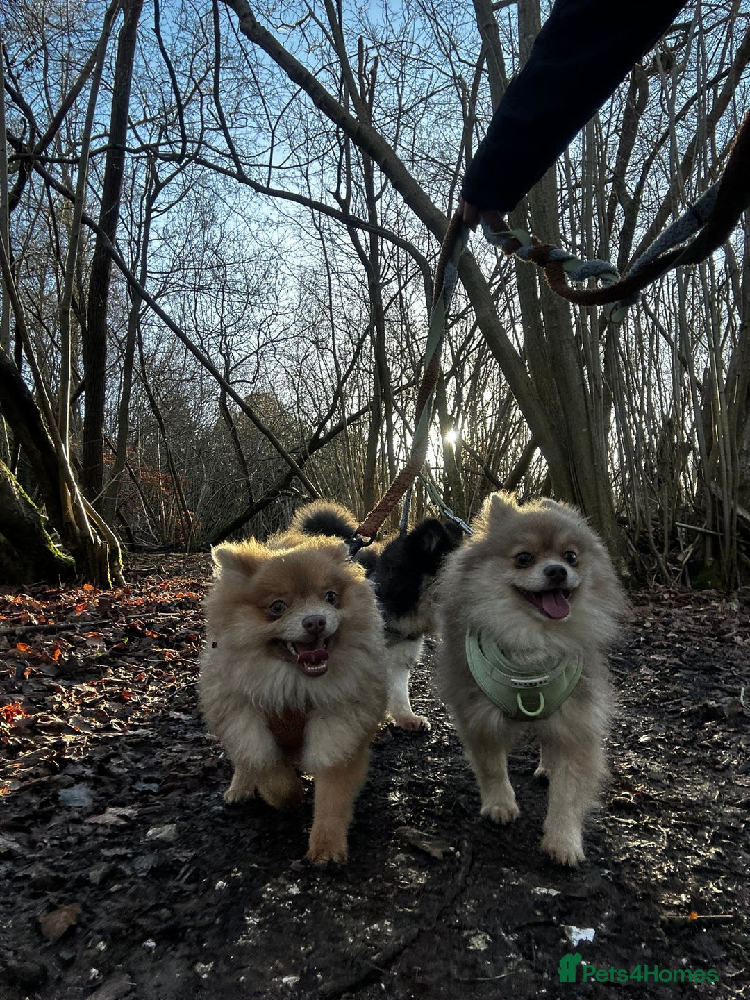 Pomeranian dogs for sale: Teddybear cuddly Retired spayed 1-2 years old  - Image 32