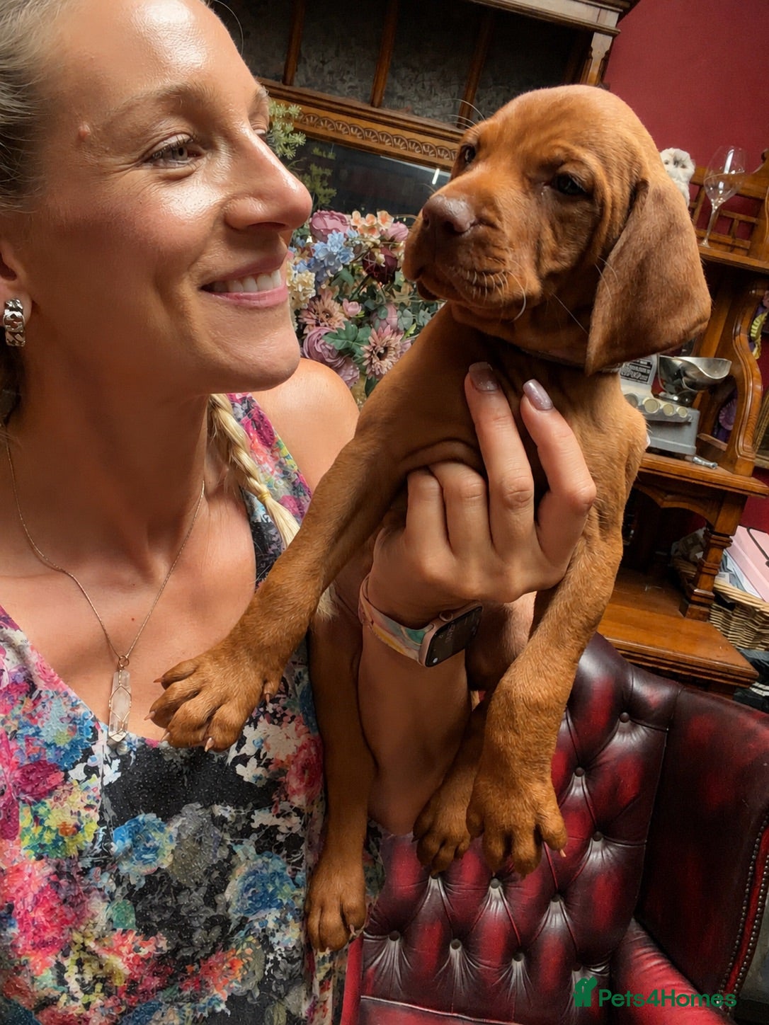Hungarian Vizsla dogs SELLING FAST!! 🐾🥰 KC smooth Hungarian Vizslas - Advert 7