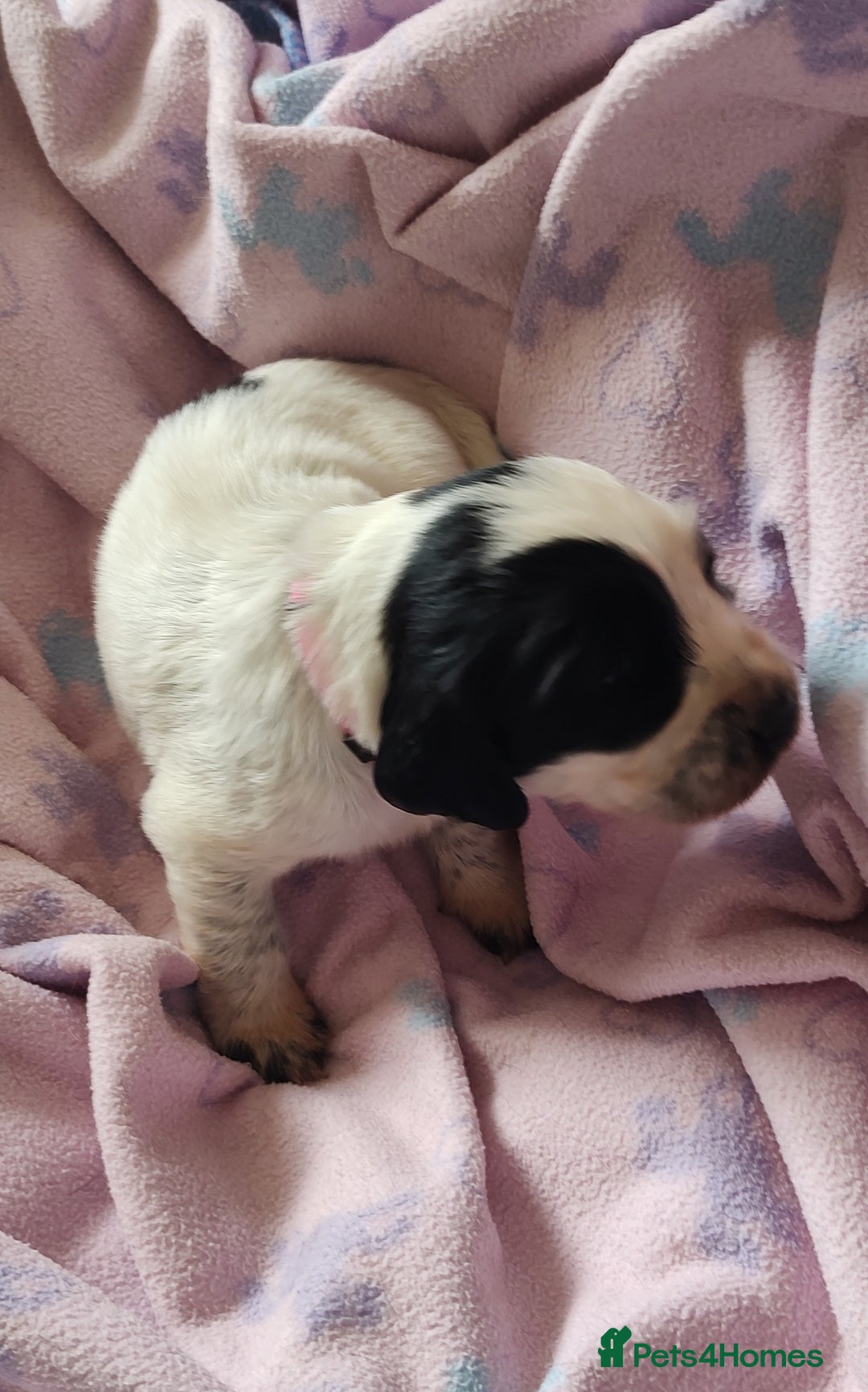 Sprocker dogs for sale: STRIKING SPROCKER SPANIEL PUPPIES  - Image 36
