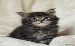 Maine Coon cats for sale: KING-SIZE MAINE COON CUBS HEALTH TESTED - Image 12