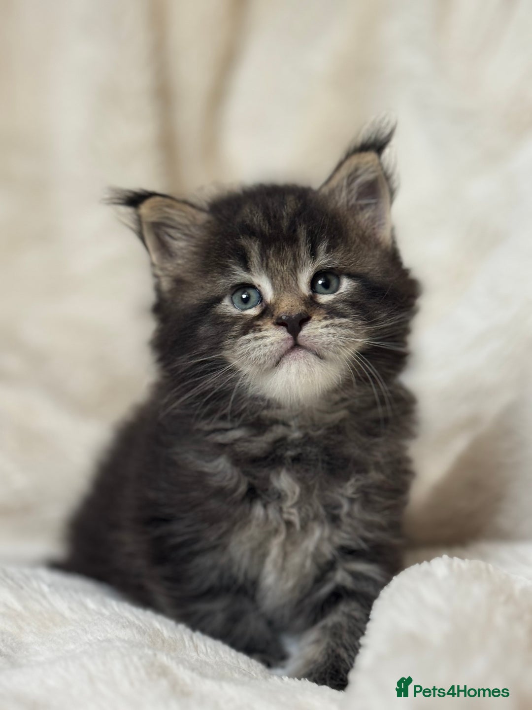 Maine Coon cats for sale: KING-SIZE MAINE COON CUBS HEALTH TESTED - Image 12