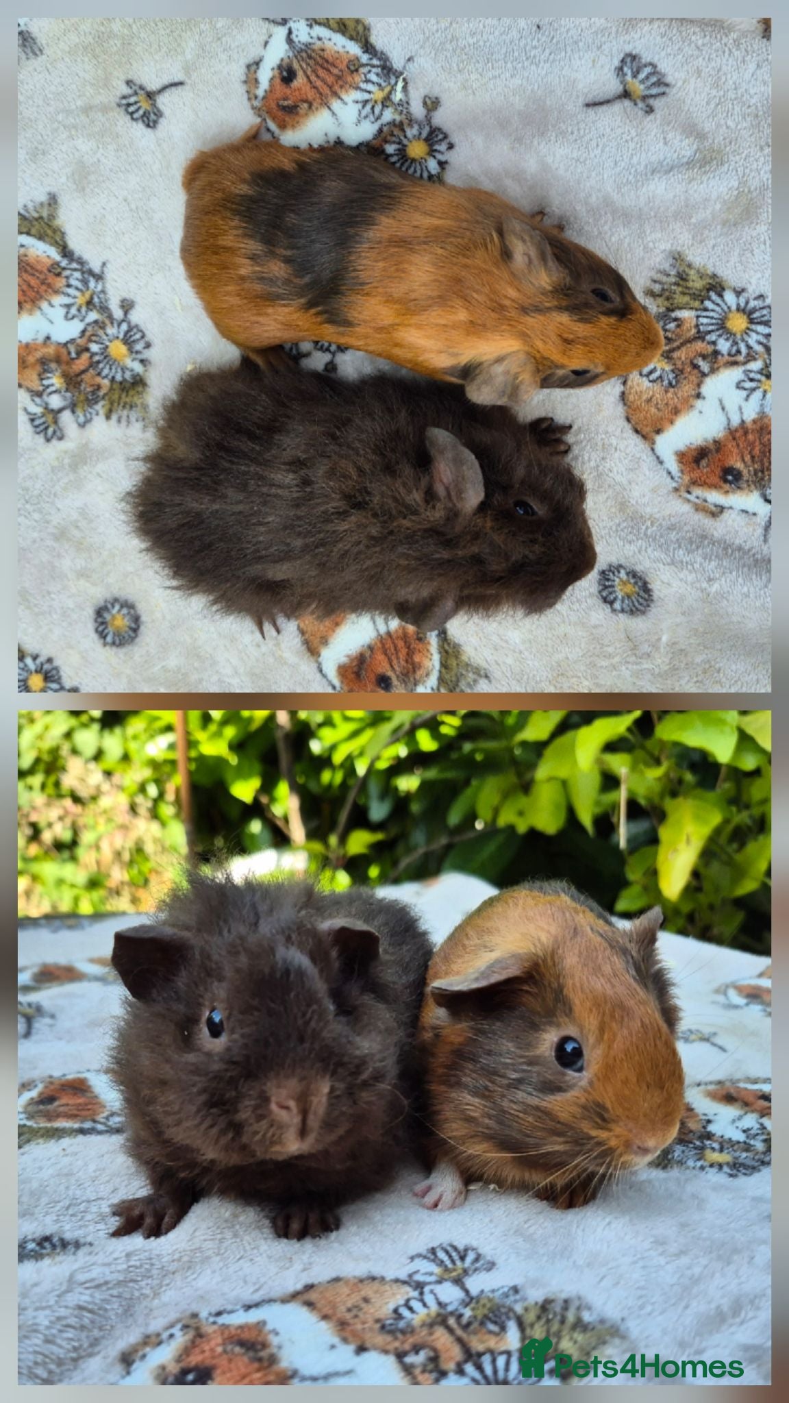 Guinea Pig rodents Two stunning Pet-bred boars 👀🏡 - Advert 2