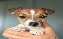Jack Russell dogs for sale: Top Quality Jack Russell Puppies  - Image 1