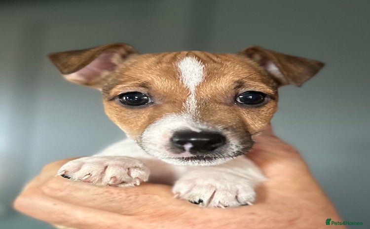 Jack Russell dogs - Advert 1