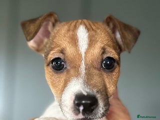 Jack Russell dogs - Advert 2