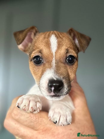 Jack Russell dogs - Advert 1