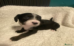 Mixed Breed dogs for sale: Staffypoos for sale - Image 12