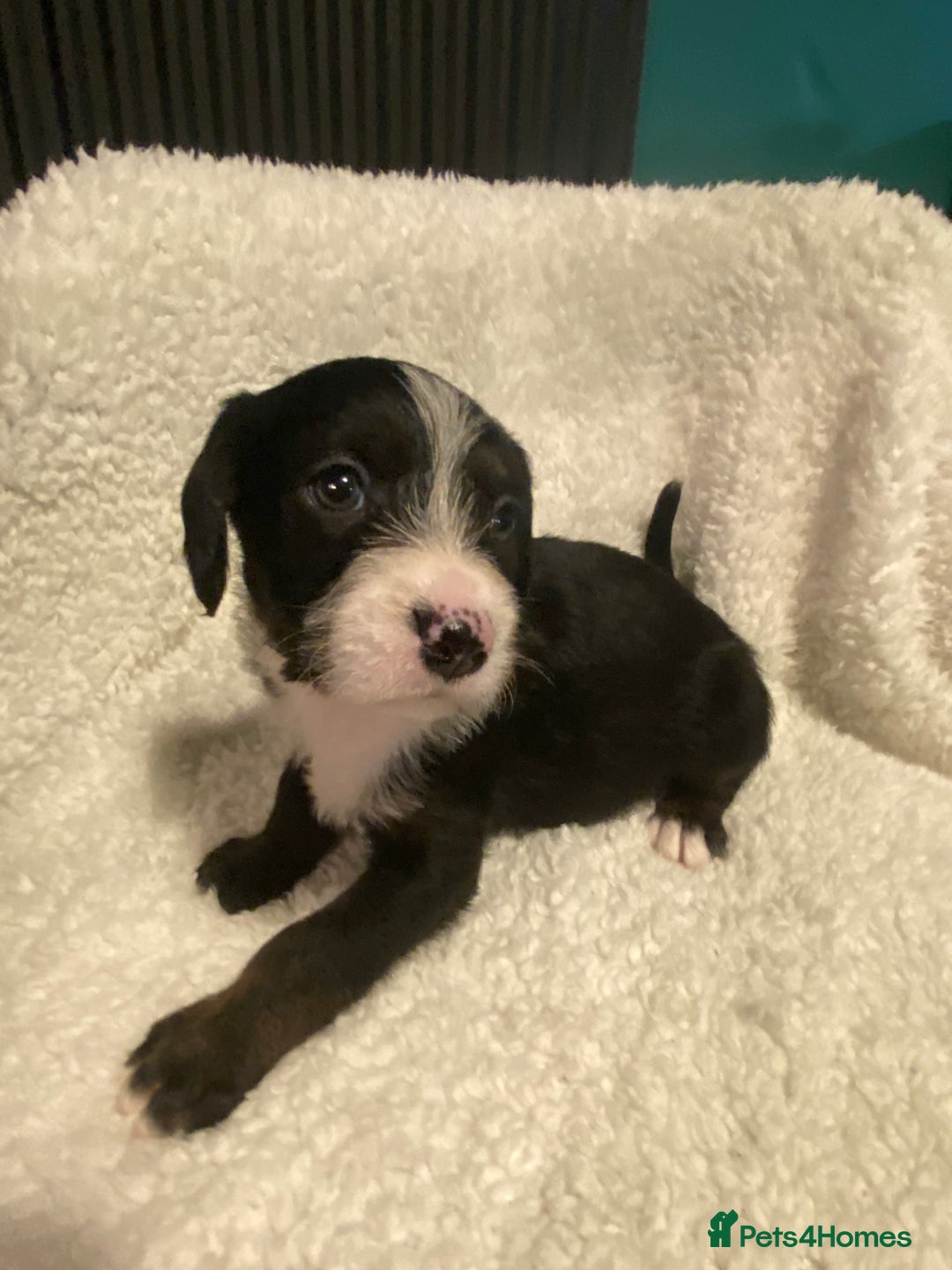 Mixed Breed dogs for sale: Staffypoos for sale - Image 12