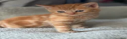 Mixed Breed cats for sale: 4 beautiful kittens  - Advert 21
