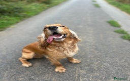 Cocker Spaniel dogs for sale: Lively Cocker Spaniel - Teddy - Image 2