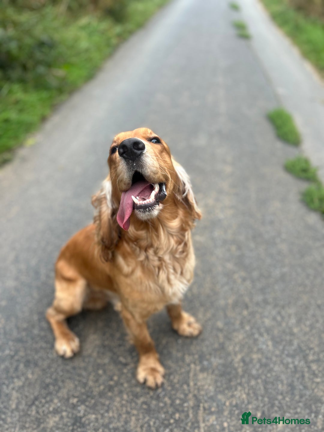 Cocker Spaniel dogs for sale: Lively Cocker Spaniel - Teddy - Image 2