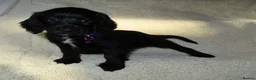 Cocker Spaniel dogs for sale: KC Registered Cocker spaniels  in Godalming - Advert 4