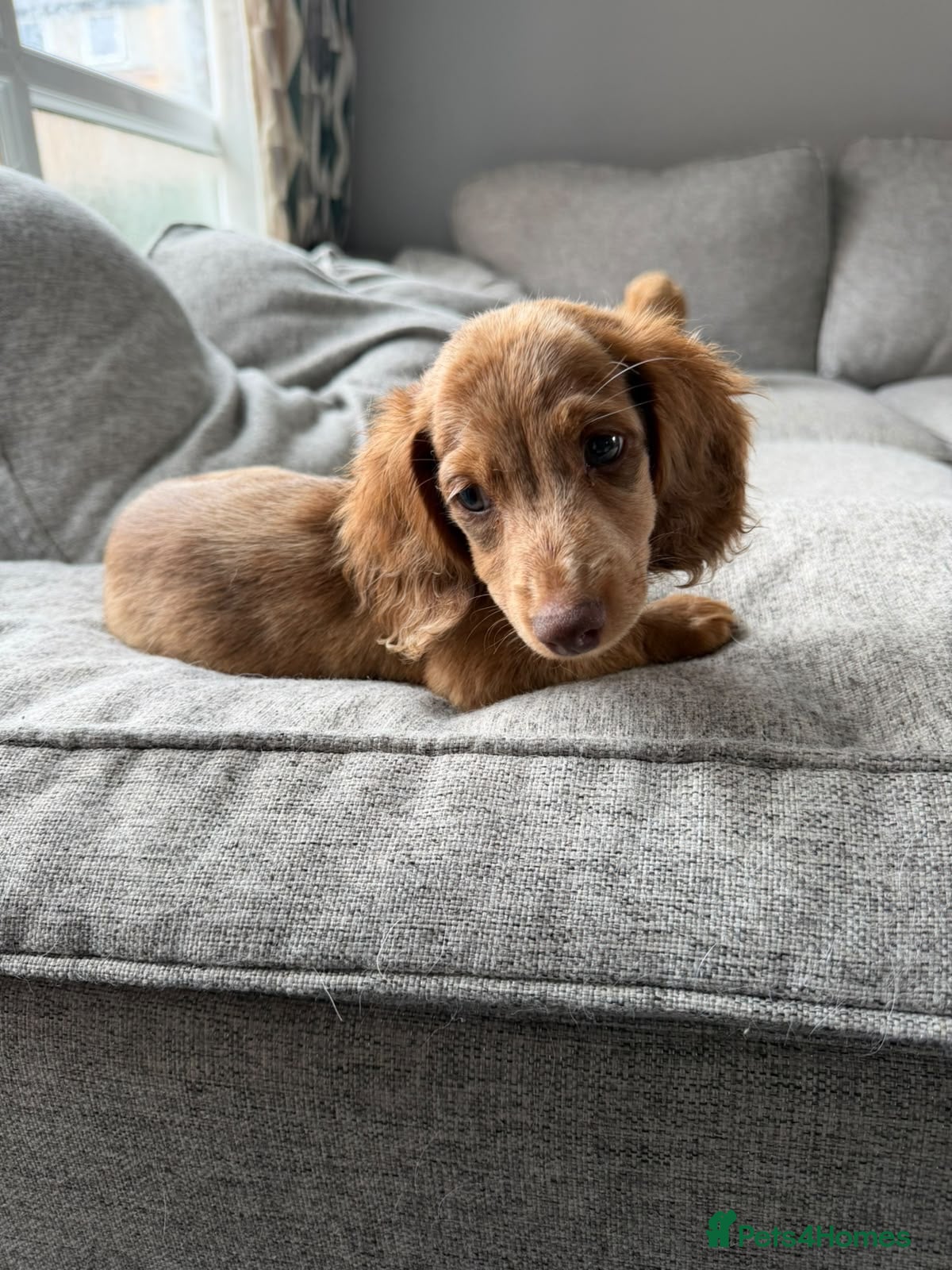 Miniature Dachshund dogs KC REG Long Haired Miniature Dachshunds  - Advert 1