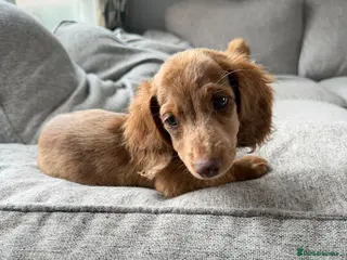Miniature Dachshund dogs KC REG Long Haired Miniature Dachshunds - Advert 1