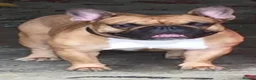 French Bulldog dogs for stud: Champion French Bulldog Available for STUD - Advert 8