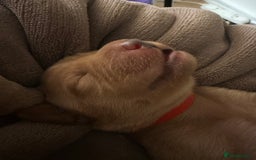 Labrador Retriever dogs for sale: Fox red labradors available now  - Advert 10