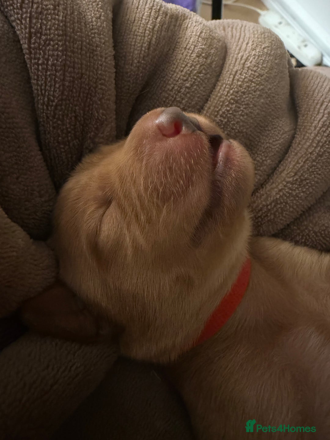 Labrador Retriever dogs for sale: Fox red labradors available now  - Advert 10