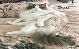 Ragdoll cats for sale: Beautiful Ragdoll kittens from Champion lines - Image 28