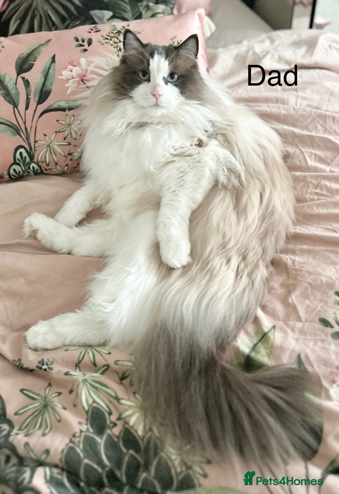 Ragdoll cats for sale: Beautiful Ragdoll kittens from Champion lines - Image 28