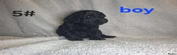 Cockapoo dogs for sale: 8 beautiful puppies for sale in Swadlincote - Advert 7