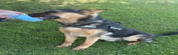 German Shepherd dogs for sale: 11 month old male German shepherd  in Great Yarmouth - Advert 6