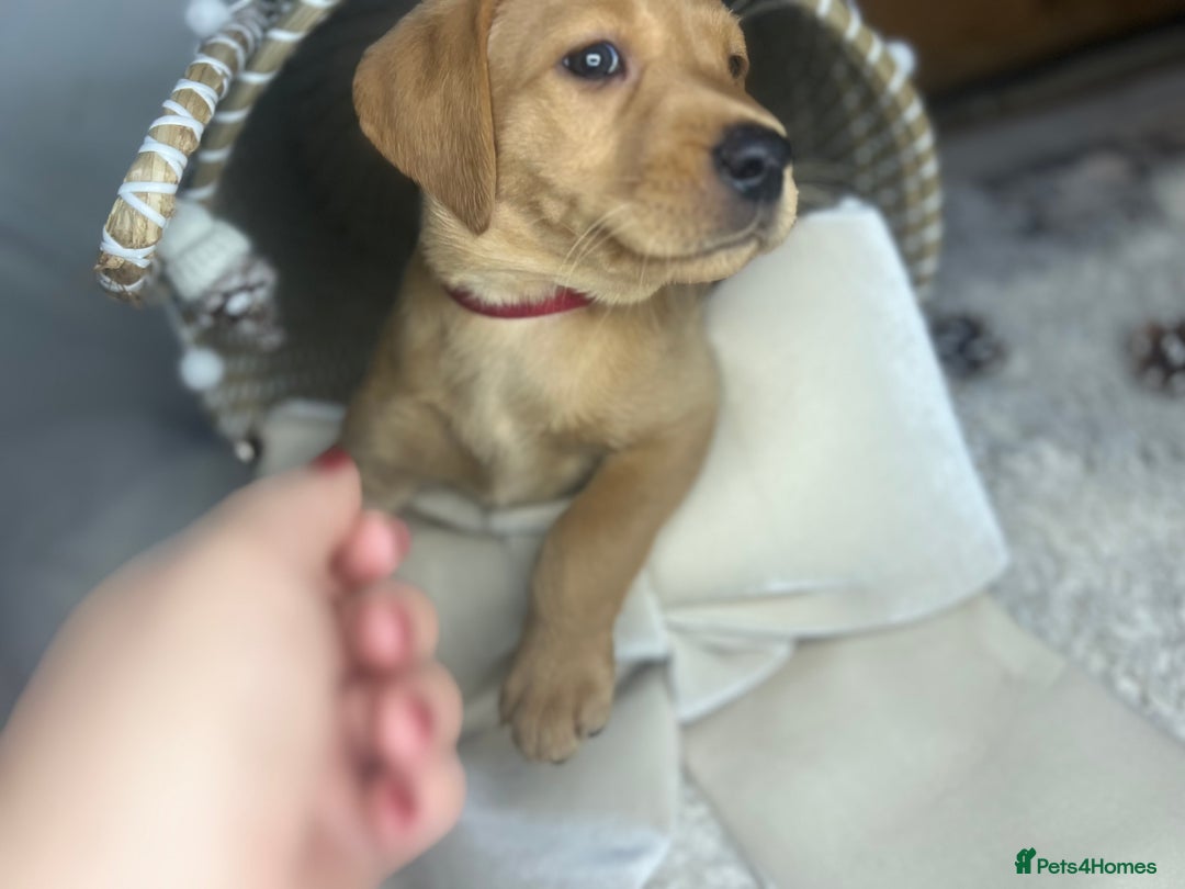 Labrador Retriever dogs for sale: Champion line KC reg dark Red Fox Yellow Labrador  - Advert 29