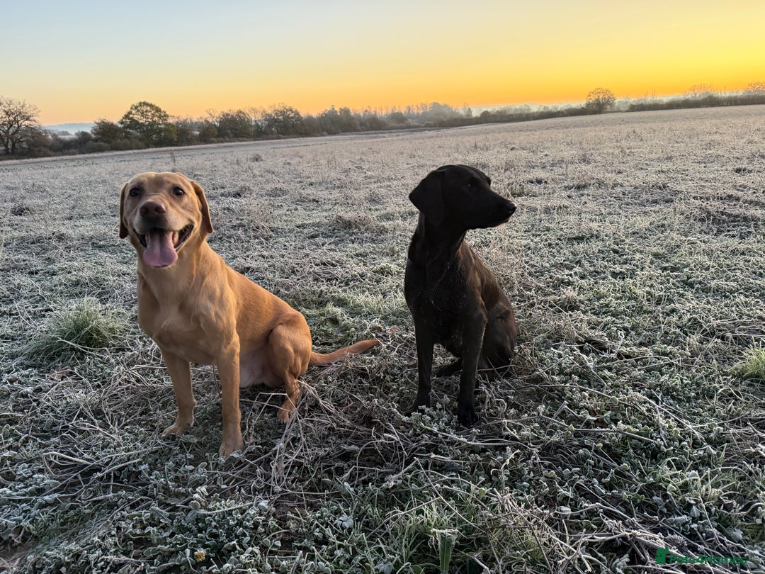 Labrador Retriever dogs for sale: 3 beautiful girls left  - Advert 2