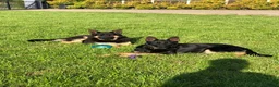 German Shepherd dogs for sale: Mrs Jas Padda  - Advert 14