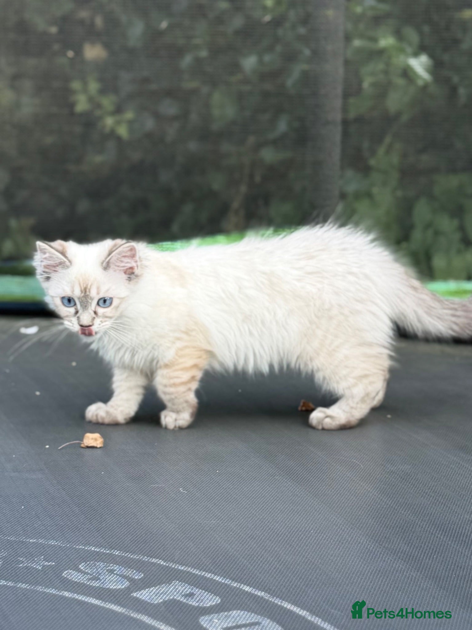 Ragdoll cats     💙 Stunning Ragdoll Kittens GCCF READY NOW  - Advert 2