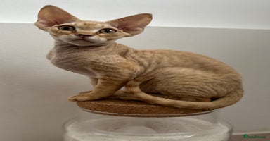 Devon Rex cats - Advert 5