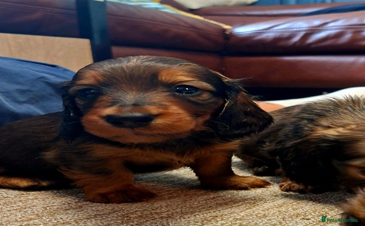 Miniature Dachshund dogs - Advert 1