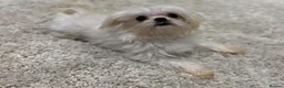 Maltipoo dogs for sale: 🐶❤️ Exceptional Tiny Maltipoo Puppies ❤️🐶 - Advert 2