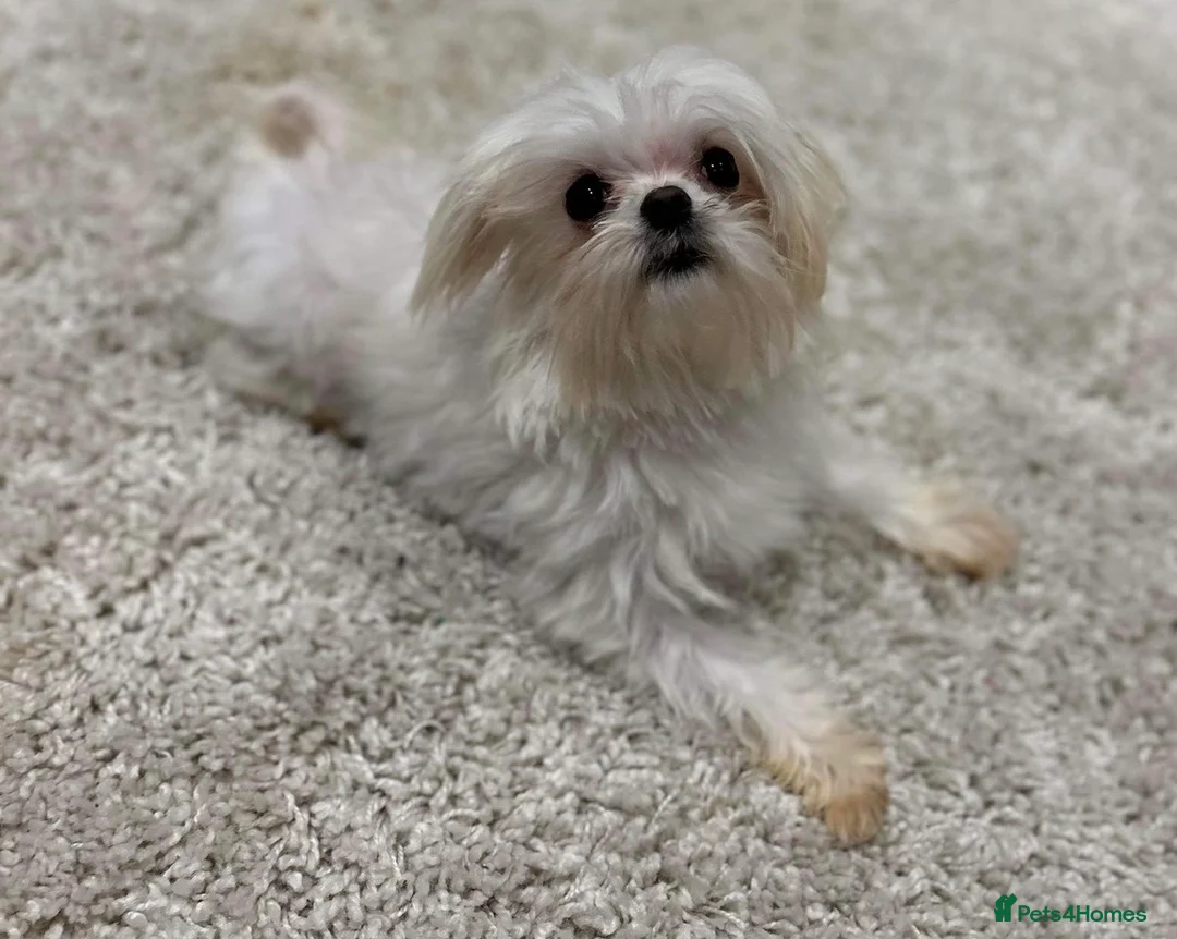 Maltipoo dogs for sale: 🐶❤️ Exceptional Tiny Maltipoo Puppies ❤️🐶 - Advert 2