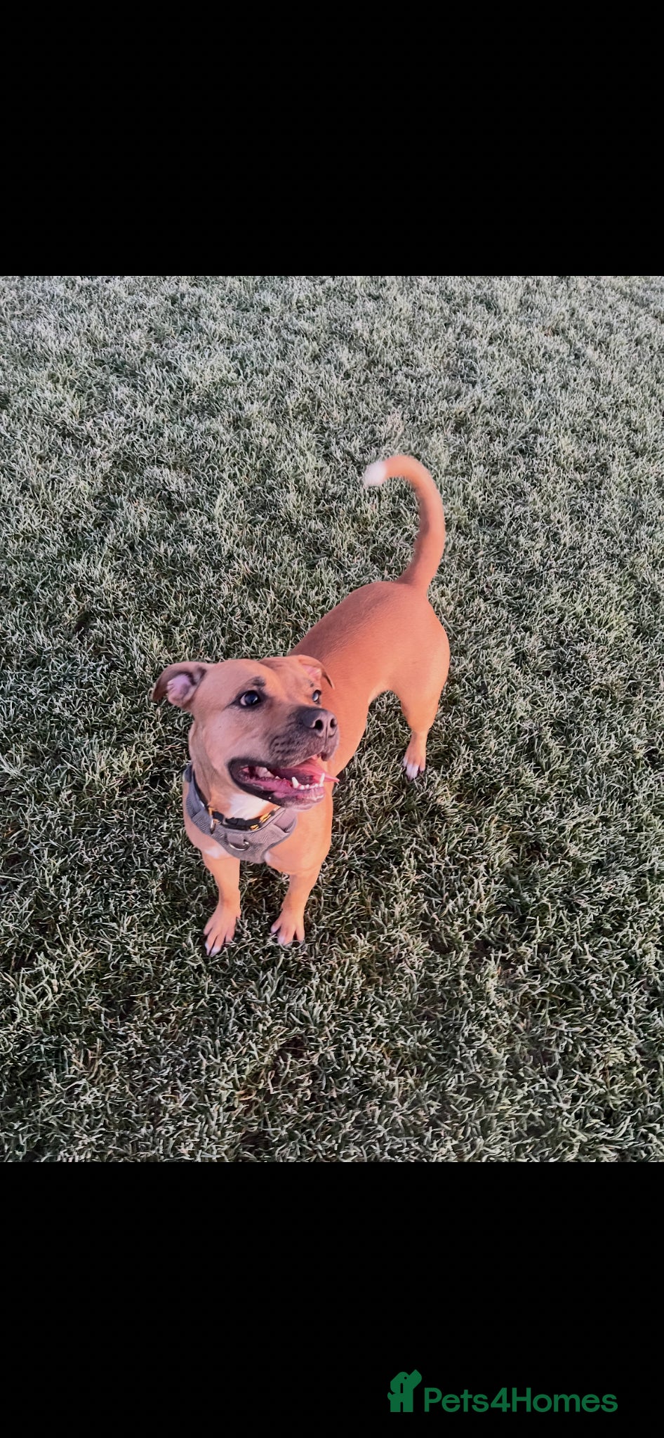 Mixed Breed dogs Very Sad Rehome  - Advert 1