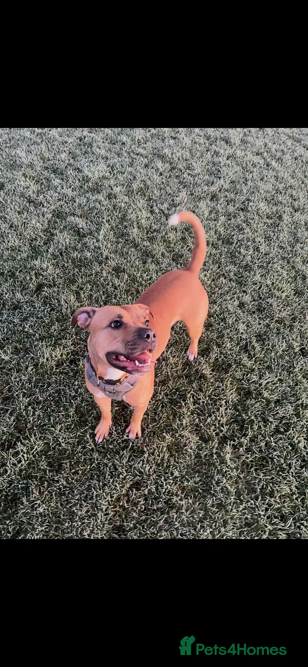 Mixed Breed dogs for sale: Very Sad Rehome  - Advert 1