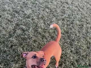 Mixed Breed dogs Very Sad Rehome - Advert 3