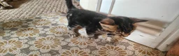 Mixed Breed cats for sale: Beautiful half Bengal kittens available - Advert 15