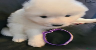 Samoyed dogs - Advert 6