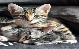 Mixed Breed cats for sale: Gorgeous kittens ready now 😍 x1 boy x2 girls  - Image 10