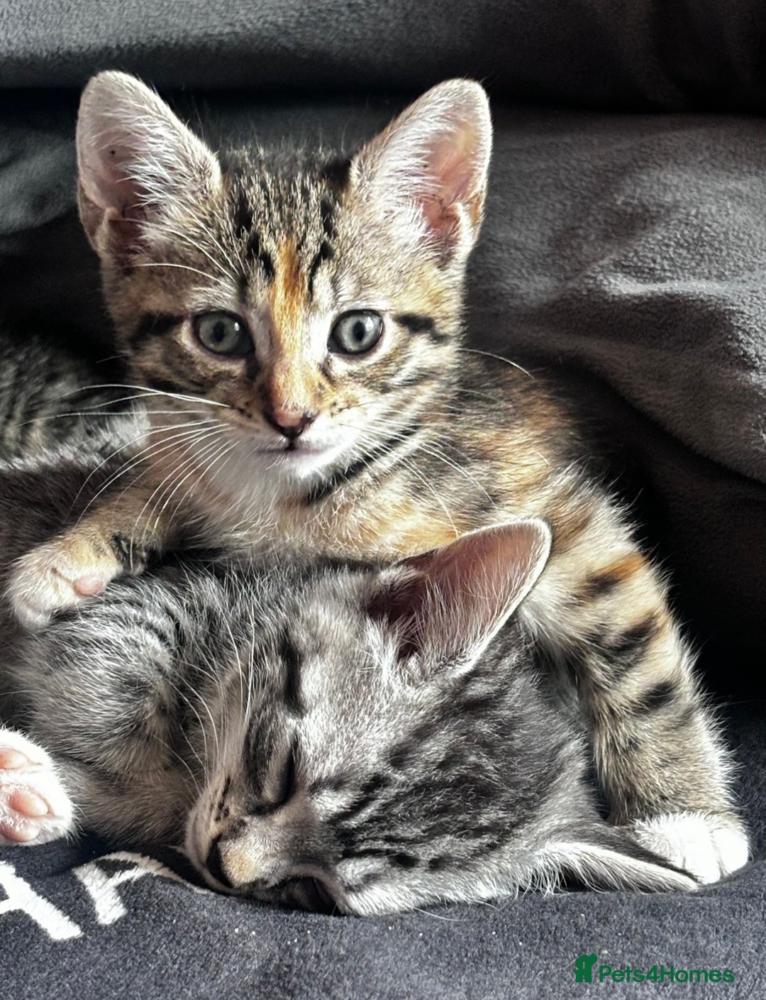Mixed Breed cats for sale: Gorgeous kittens ready now 😍 x1 boy x2 girls  - Image 10