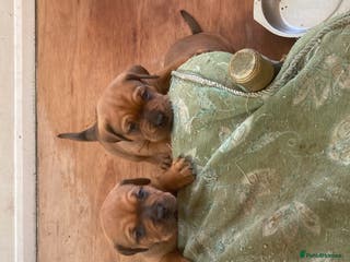 Mixed Breed dogs Gibbs and Rocco - Advert 16