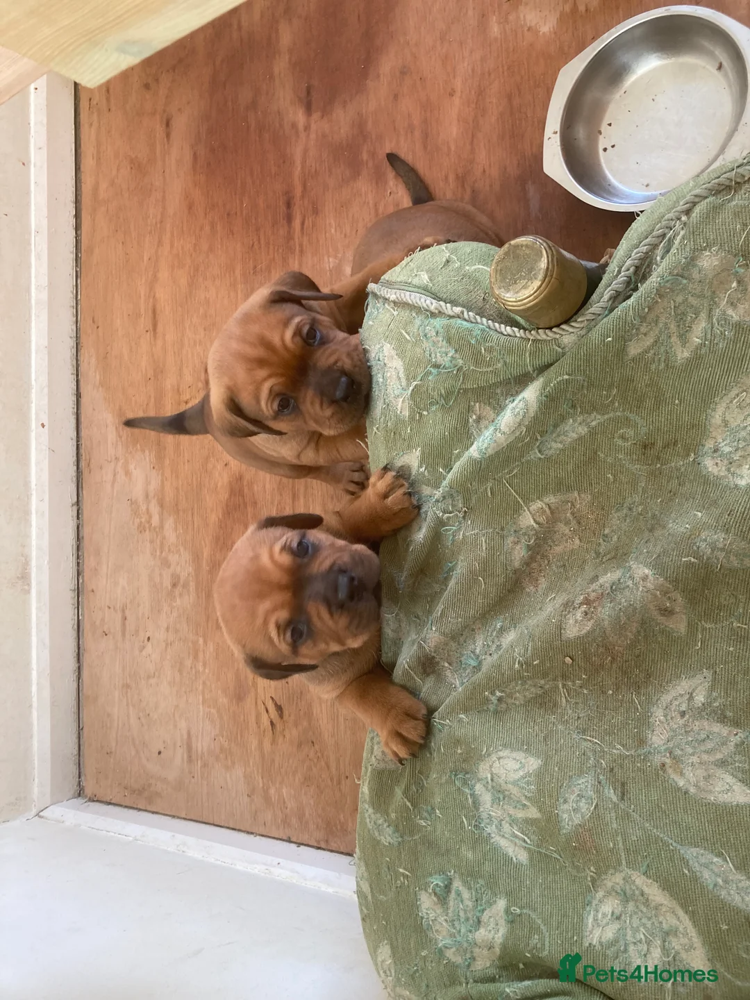 Mixed Breed dogs for sale: Rocco - Advert 1