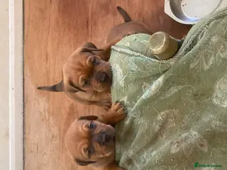 Mixed Breed dogs Gibbs and Rocco - Advert 18