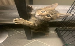 Mixed Breed cats for sale: Ragdoll/tabby 11 week old.  - Image 5