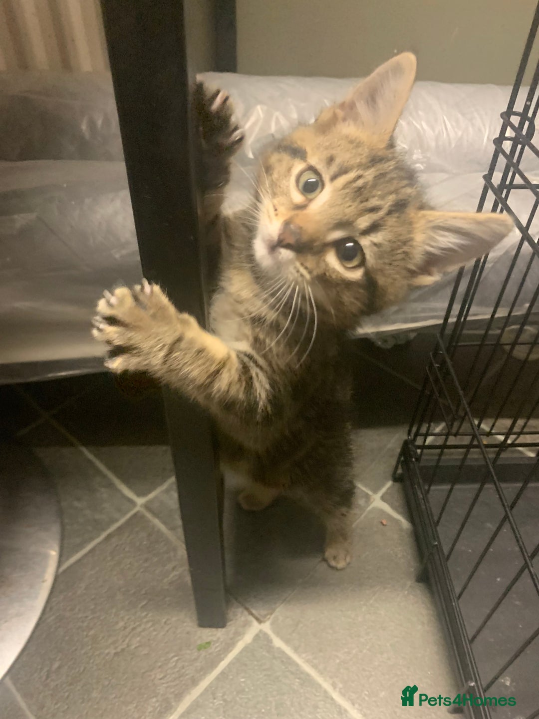 Mixed Breed cats for sale: Ragdoll/tabby 11 week old.  - Image 5