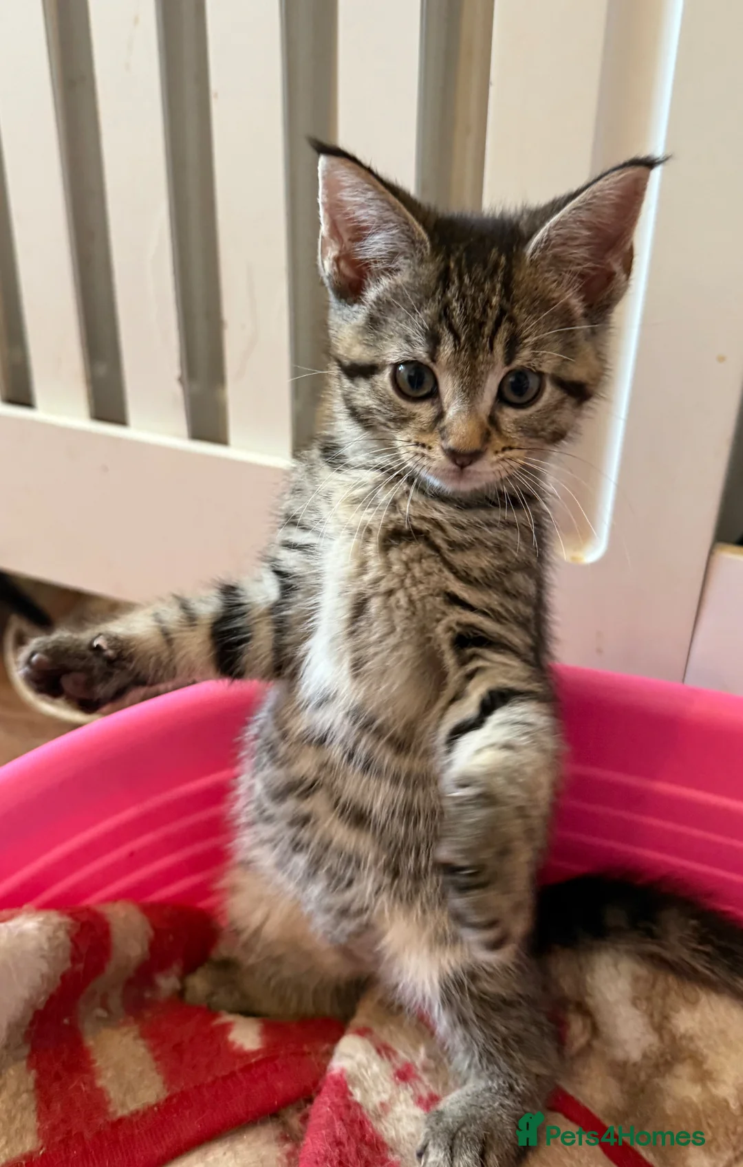 Maine Coon cats for sale: Maine Coon Cross Kittens  - Advert 2