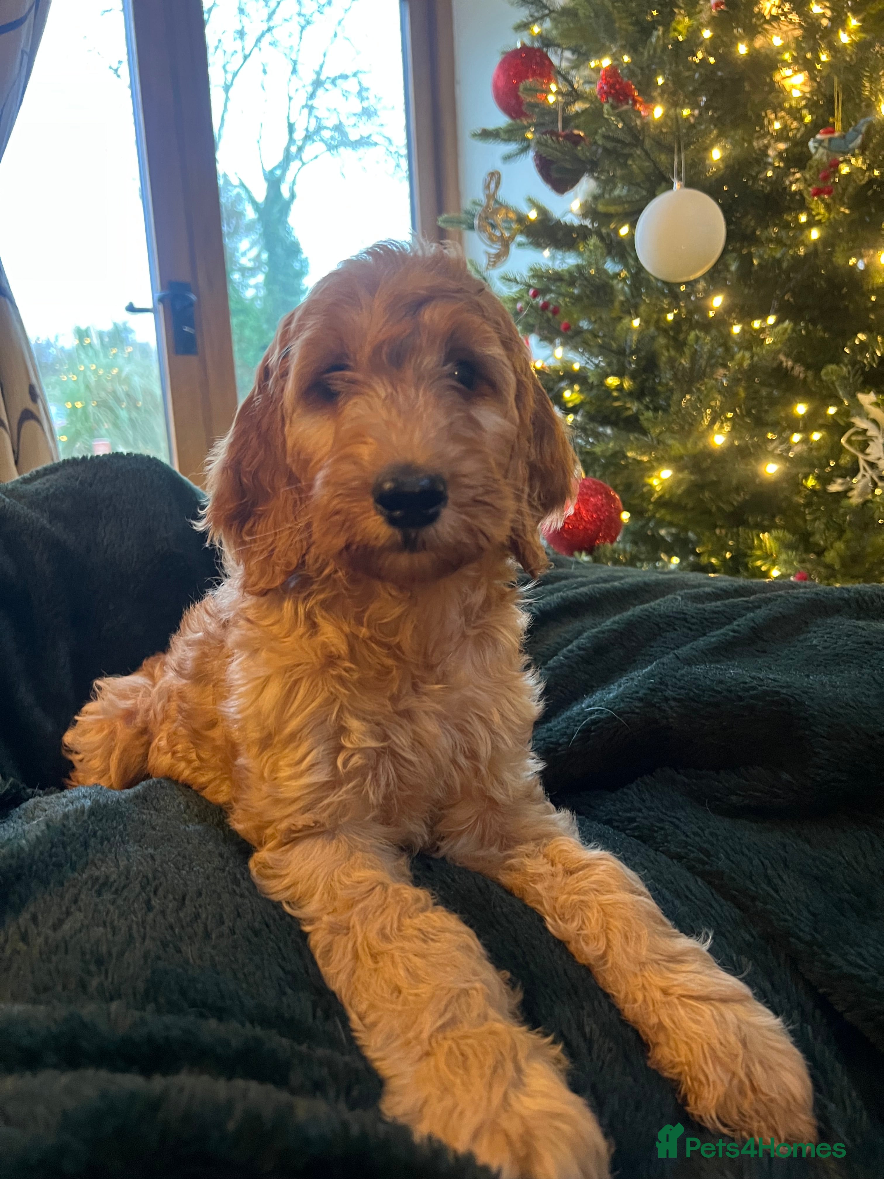 Irish Doodle dogs F1 Standard Irish-doodles Parents DNA Clear & Hips - Advert 6