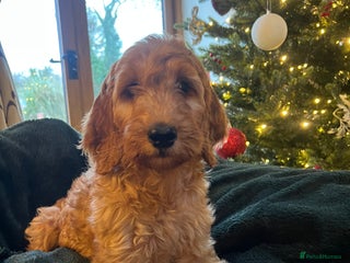 Irish Doodle dogs F1 Standard Irish-doodles Parents DNA Clear & Hips - Advert 6