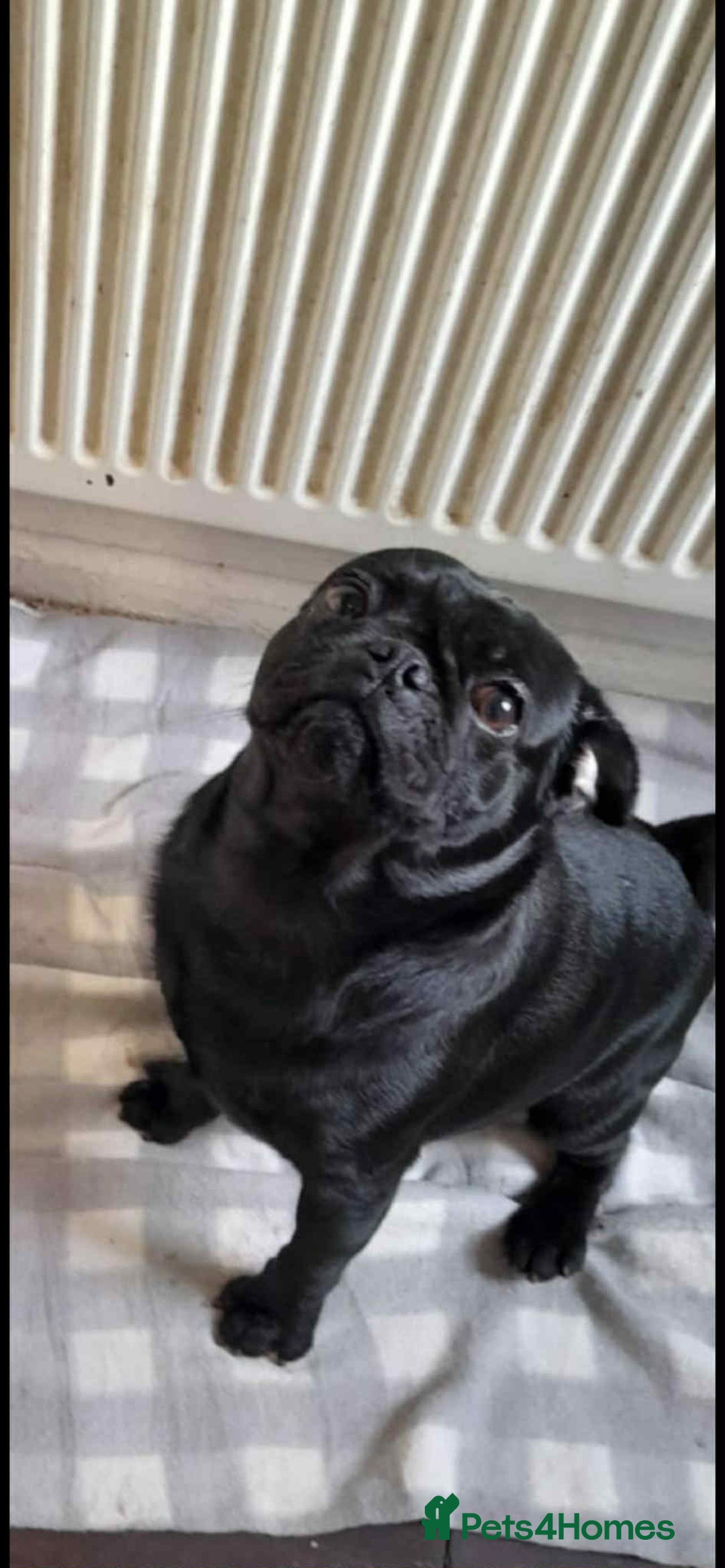 Pug dogs for sale: 5 adorable pug puppies for sale  - Advert 2